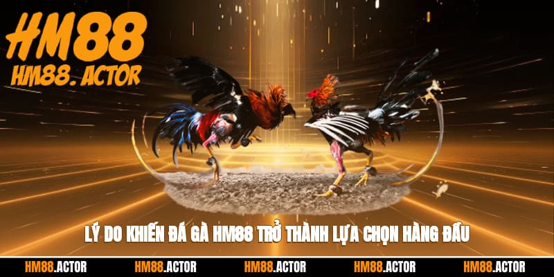 Lý do khiến đá gà HM88 trở thành lựa chọn hàng đầu của giới kê thủ